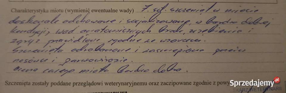 Samoyed szczeniaki Bydgoszcz