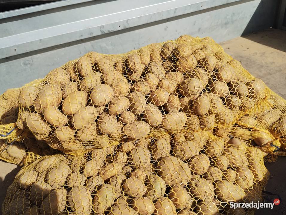 Ziemniaki jadalne Soraya żółte worek 15 20 zl Ciężkowice