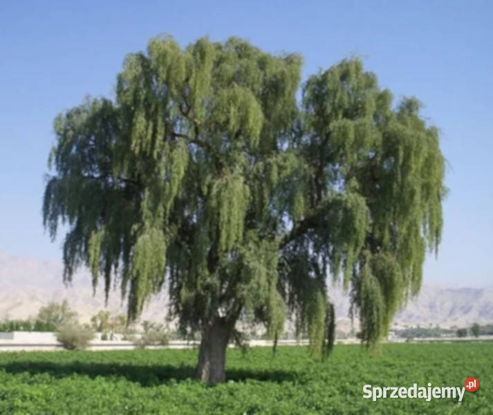 PROSOPIS CINERARIA Prosopis cineraria NASIONA Lubanie sprzedam