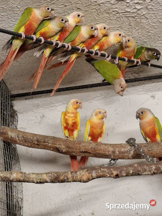 rudosterka zielonolica aleksandretta obrożna Zwierzęta Bytom