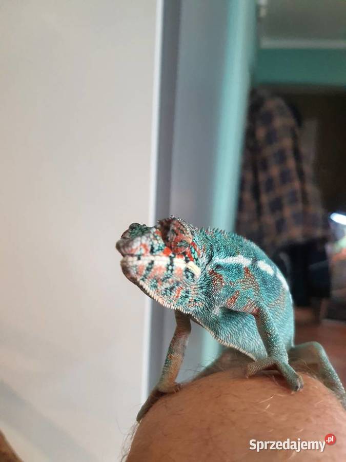 kameleon lamparci ambilobe samiec Lubień Kujawski