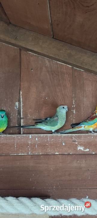 Samiczka świergotki seledynowej mazowieckie