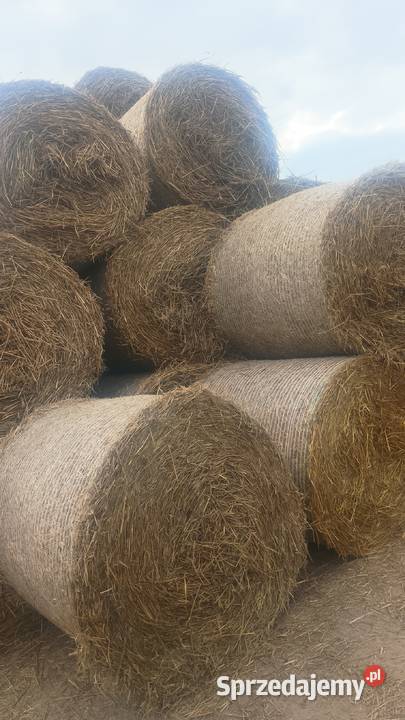 Słoma baloty 120x120 świętokrzyskie