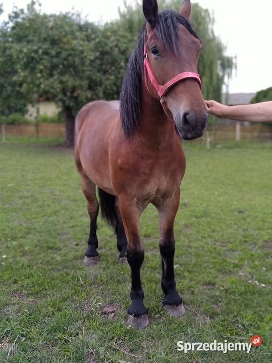 Sprzedam wałacha Konie Murowana Goślina