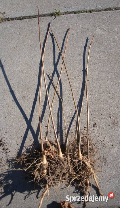 Sosna Aristata oścista siewki sadzonki kopane z Kępno