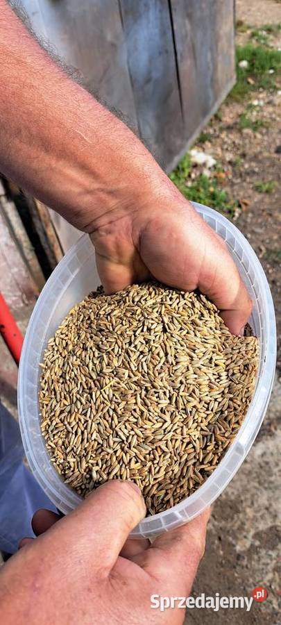 ŻYTO ekologia certyfikat warmińsko-mazurskie Gołogóra