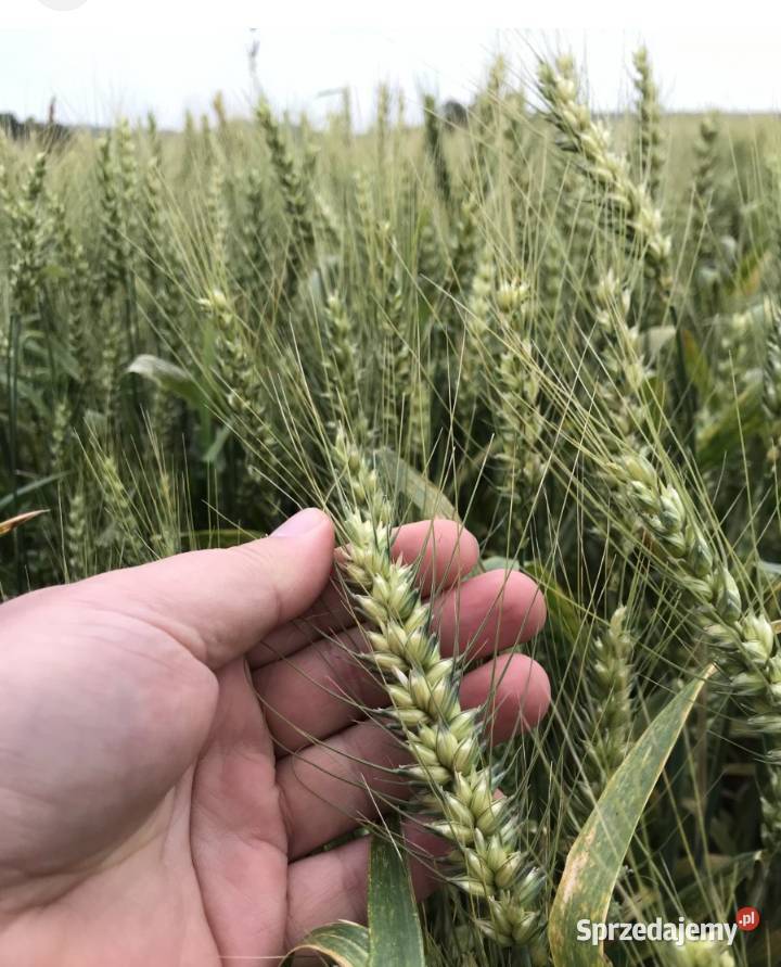 Pszenica jara oścista quintus małopolskie Kraków