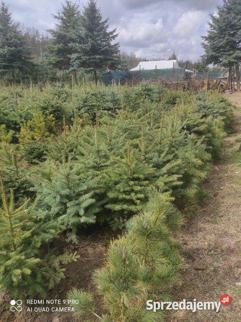 Świerk czarny Picea orientalis mazowieckie Osuchów