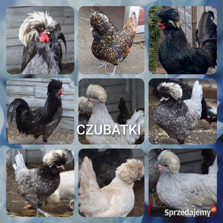 JAJA LĘGOWE CZUBATKI Łochów