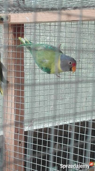 Aleksandretta śliwogłowa