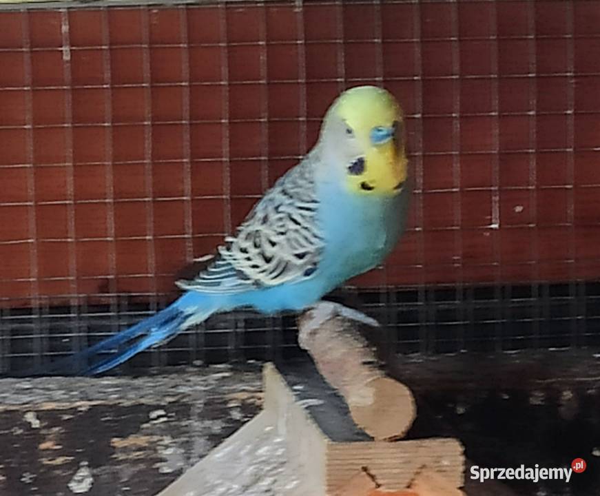 Papugi faliste śląskie Lubliniec