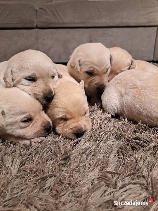 Labrador Retriever szczeniaki Tarnów sprzedam