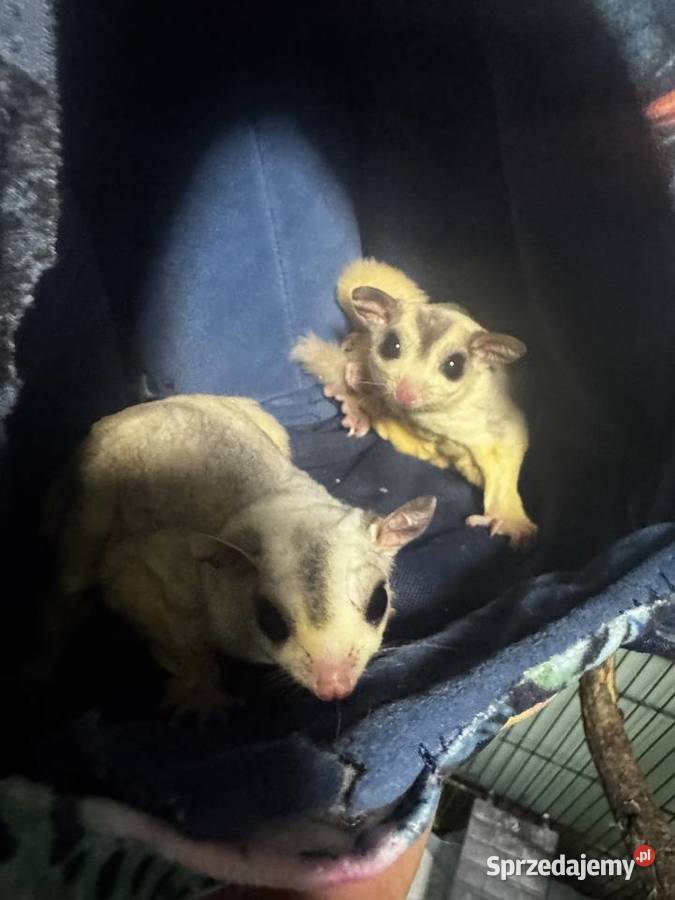 Lotopałanka karłowata para Kraków