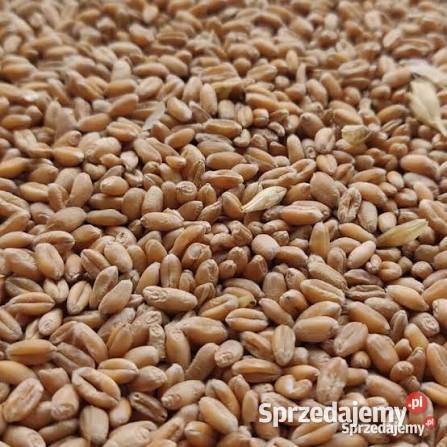 Sprzedam pszenicę Kobierzyce