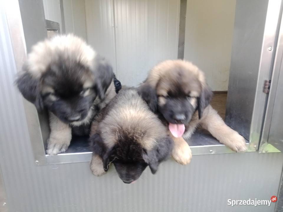 Owczarek kaukaski mazowieckie Grodzisk Mazowiecki