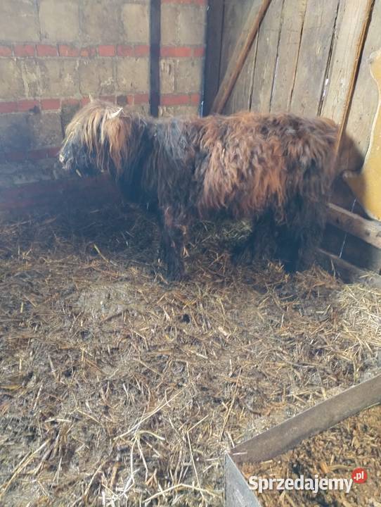 Sprzedam cielaki Parczew