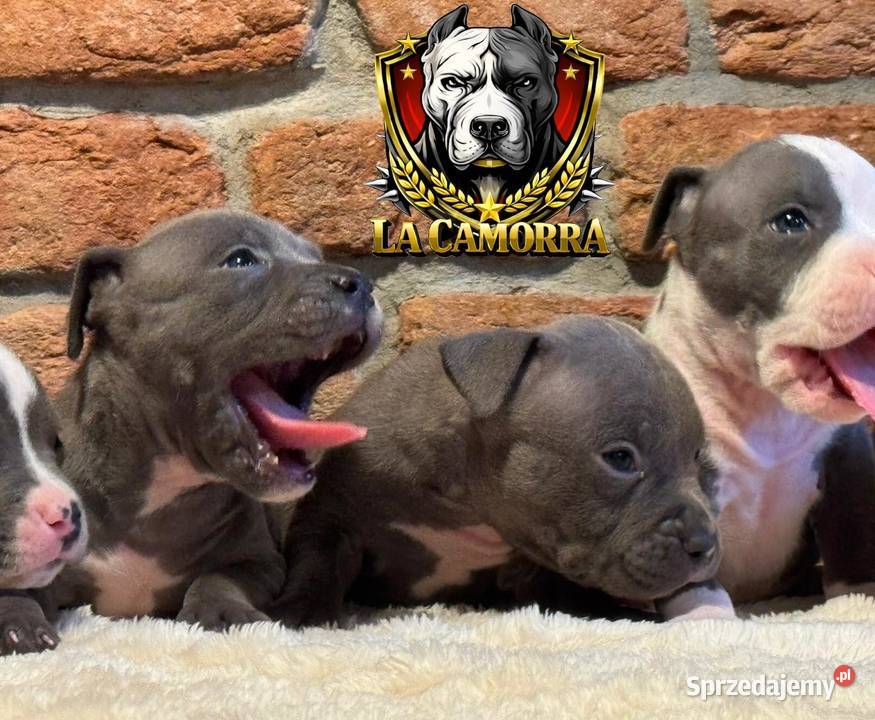 American Staffordshire Terrier Blue Samiec sprzedam