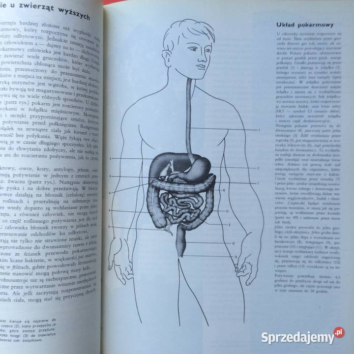 2582 Encyklopedia Larousse Szczecin