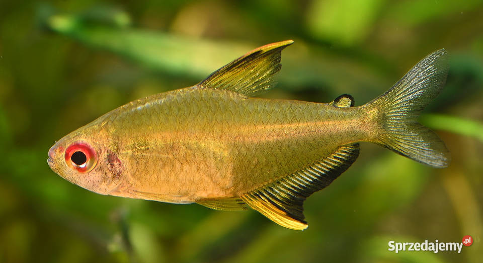 Bystrzyk pięknopłetwy Hyphessobrycon Gdańsk
