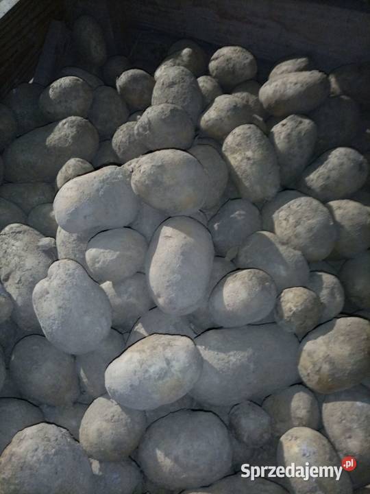 Sprzedam ziemniaki jadalne małopolskie