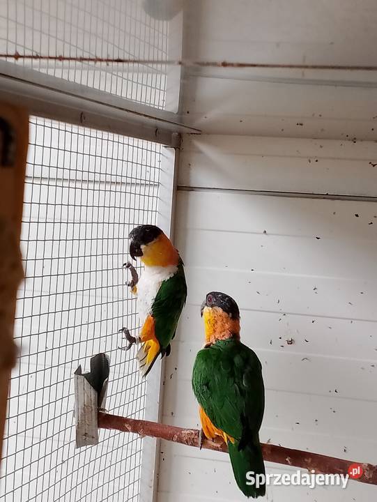 Barwinki czarnogłowe Strzeleczki