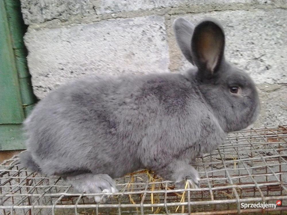 Królik Króliki Wiedeński Niebieski Samiec Samica Słupca