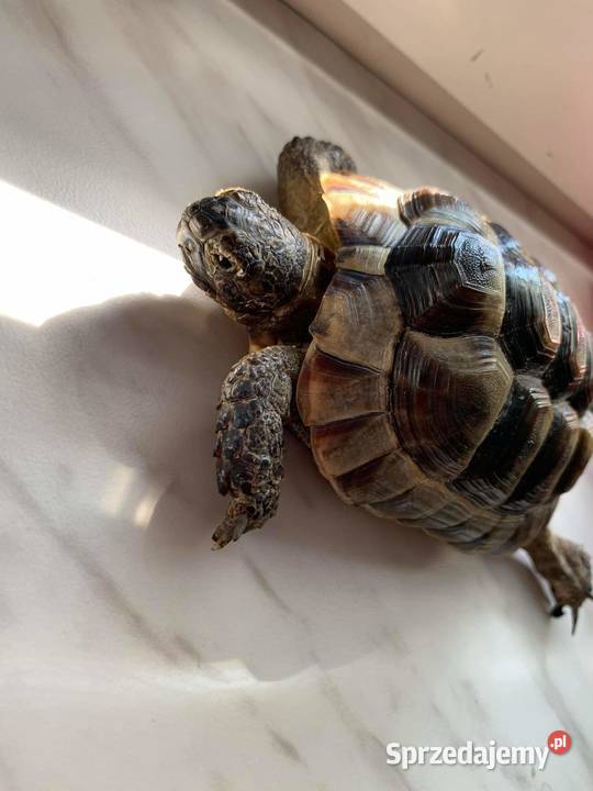 Żółw lądowy Bochnia