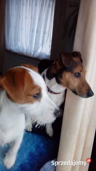 śliczne szczeniaki Jack Russell Terrier Koszalin