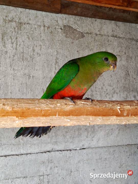 Szkarłatka Pamiątkowo