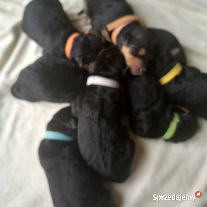 Airedale Terrier szczenięta Lublin