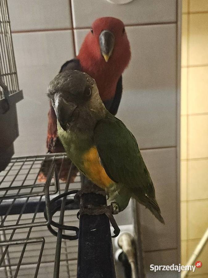 Afrykanka Senegalska