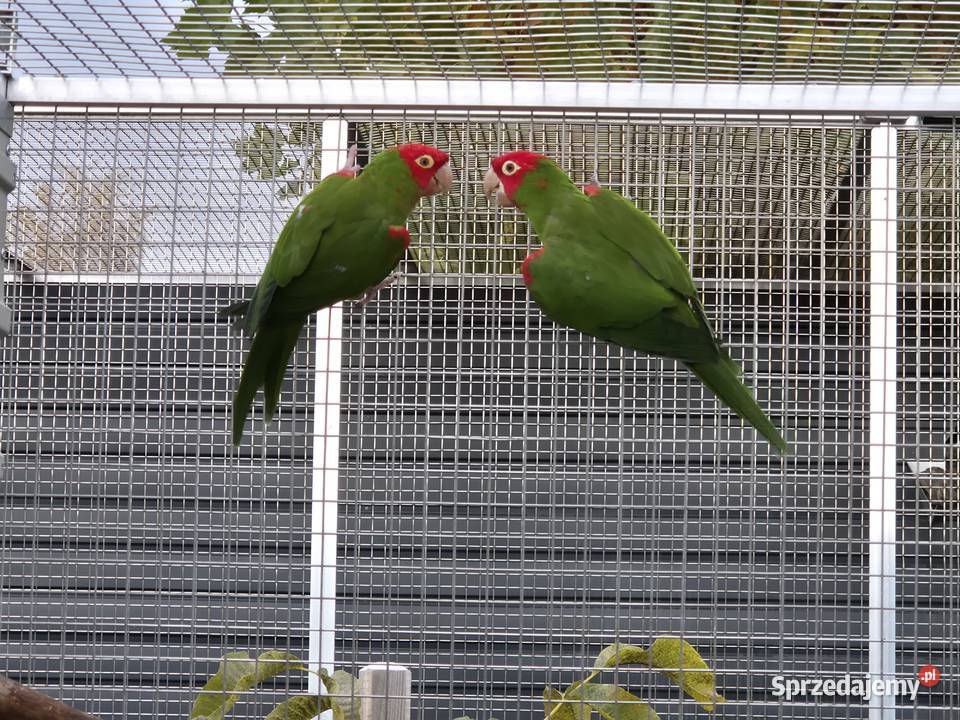 Konura krasnolica para lęgowa
