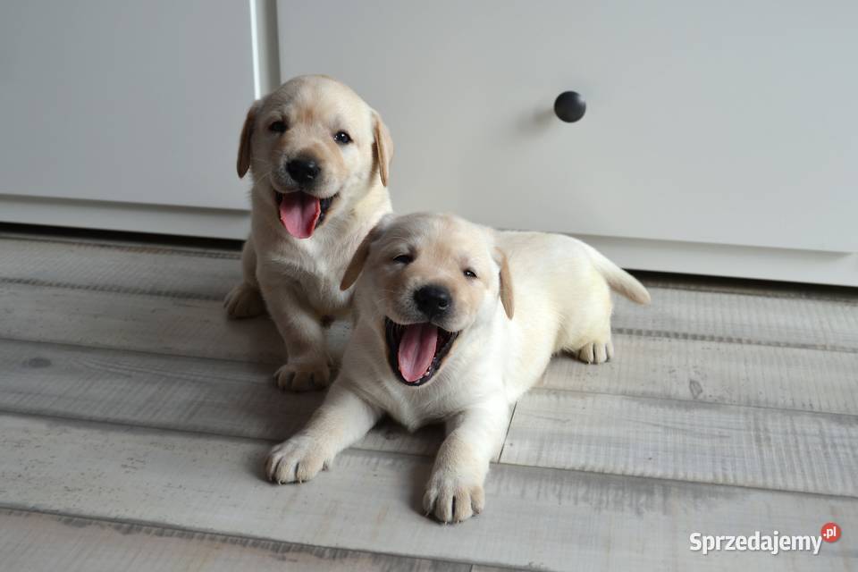 Szczeniaki Labrador Retriever biszkoptowe Żelechlinek sprzedam