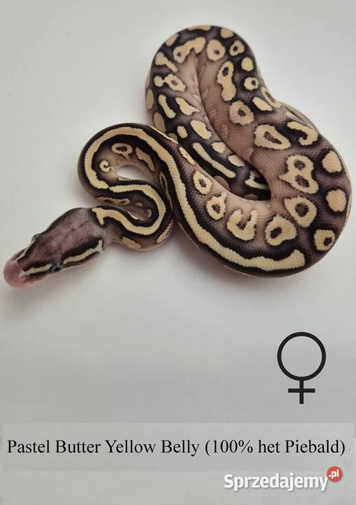 Pyton królewski pastel Butter YB 100 het Piebald Golub-Dobrzyń sprzedam