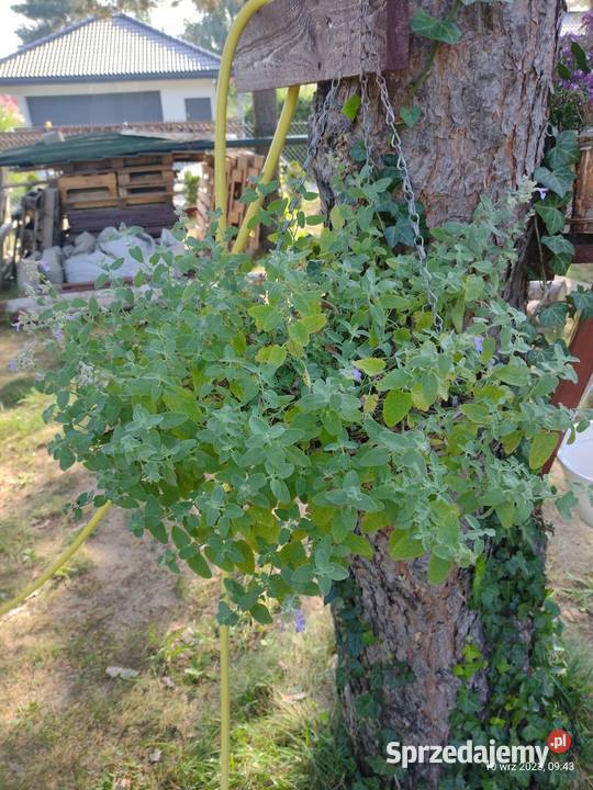 Kocimiętka w doniczce mazowieckie Komornica