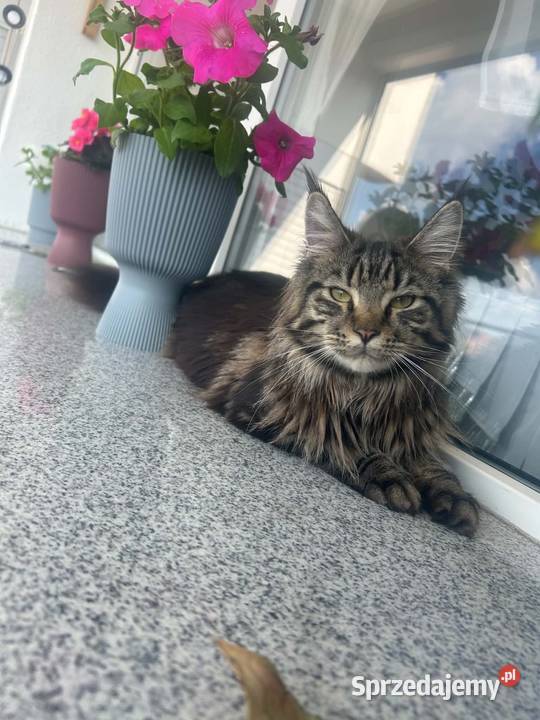 Oddam młodą kotkę rasy Maine Coon w ręce Kluczbork