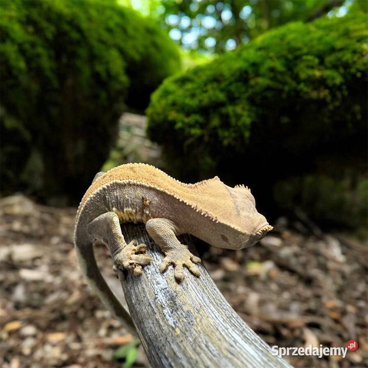 Młody gekon orzęsiony Jastrzębie-Zdrój sprzedam