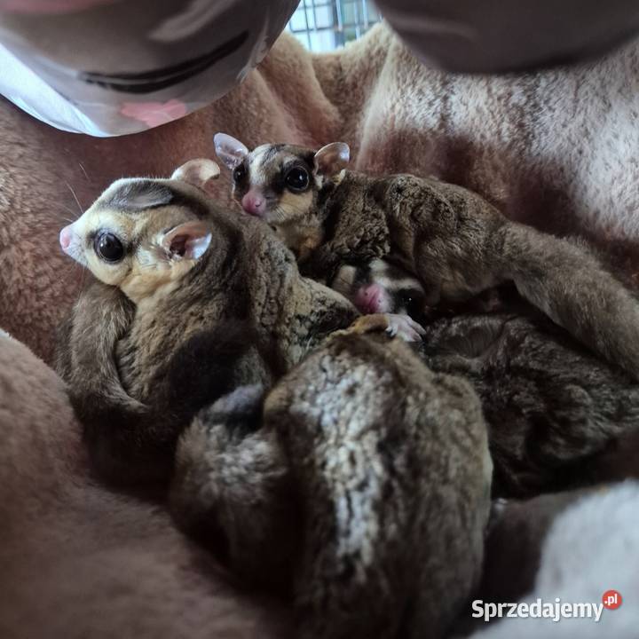 3 lotopałanki karłowate z klatką
