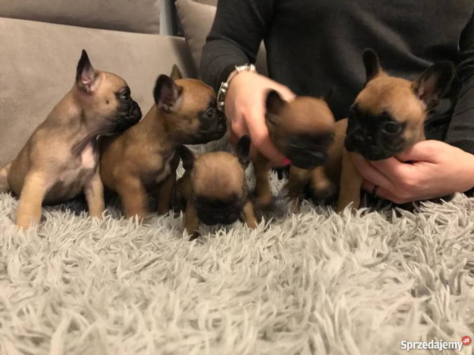 Sprzedam Pieski Rasy BULDOG FRANCUSKI Koszalin sprzedam