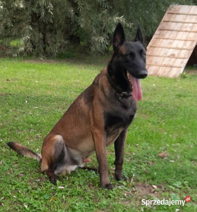 Owczarek belgijski Malinois FCI Nowy Sącz