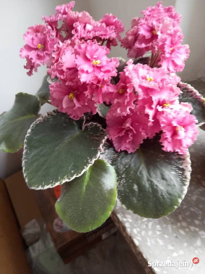 Fiołek kolekcjonerski roślina wieloletnia Sosnowiec