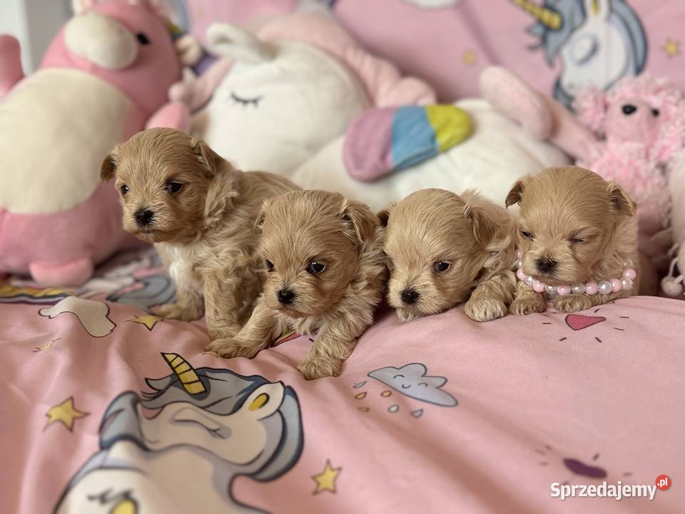Maltipoo szczenięta Polanka Wielka