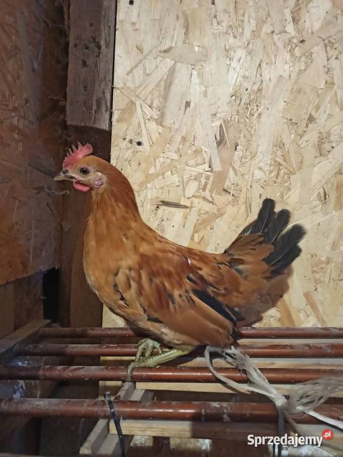 Koguty zargodowe i koguty liliputki Krasnystaw