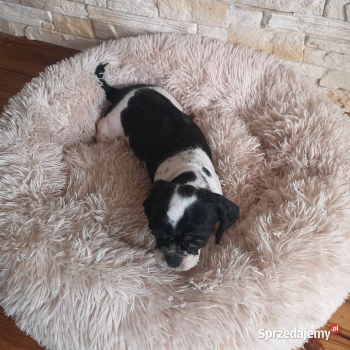 Dorosła Suczka Shih tzu Szczecinek sprzedam
