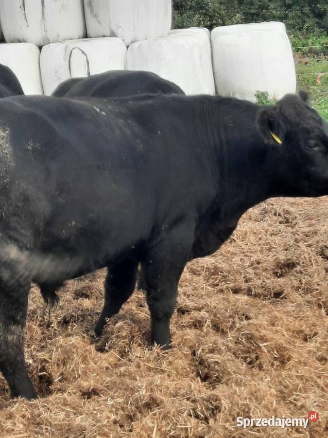 Angus czarny 100 pod oceną byk rozpłodnik buhaj Szlatyn sprzedam