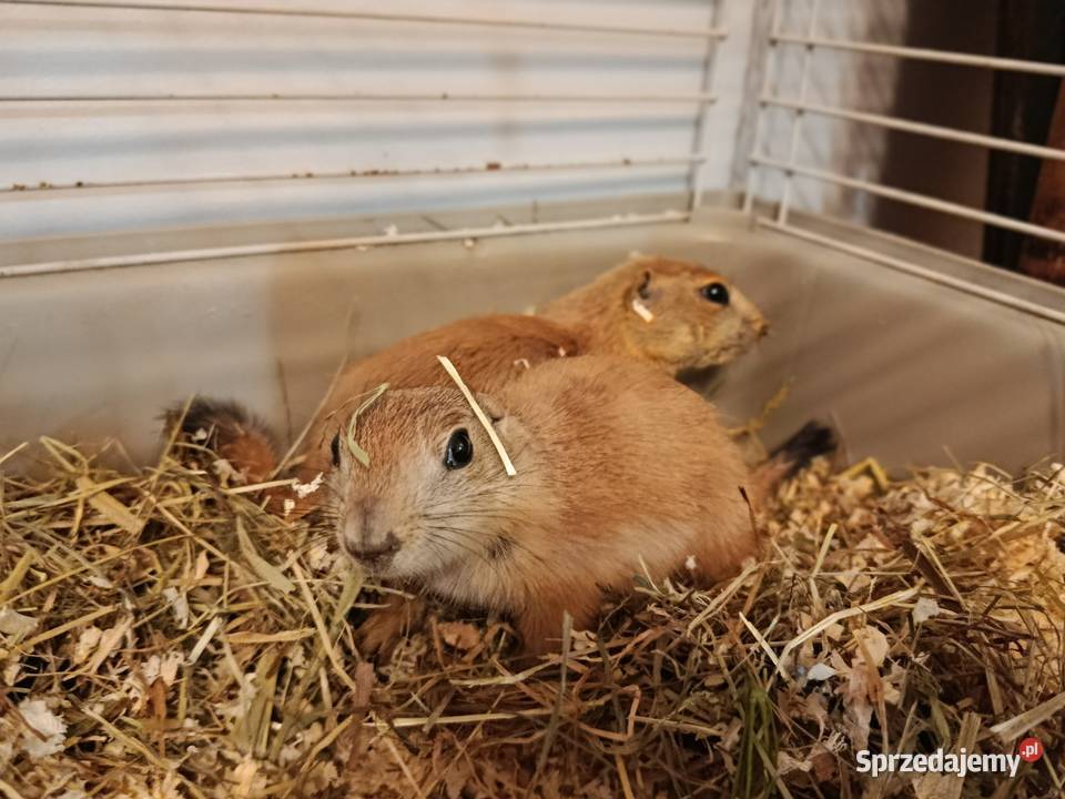 Piesek preriowy 3miesieczne młode Poznań