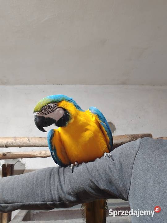 Ara ararauna samiec Tarnów
