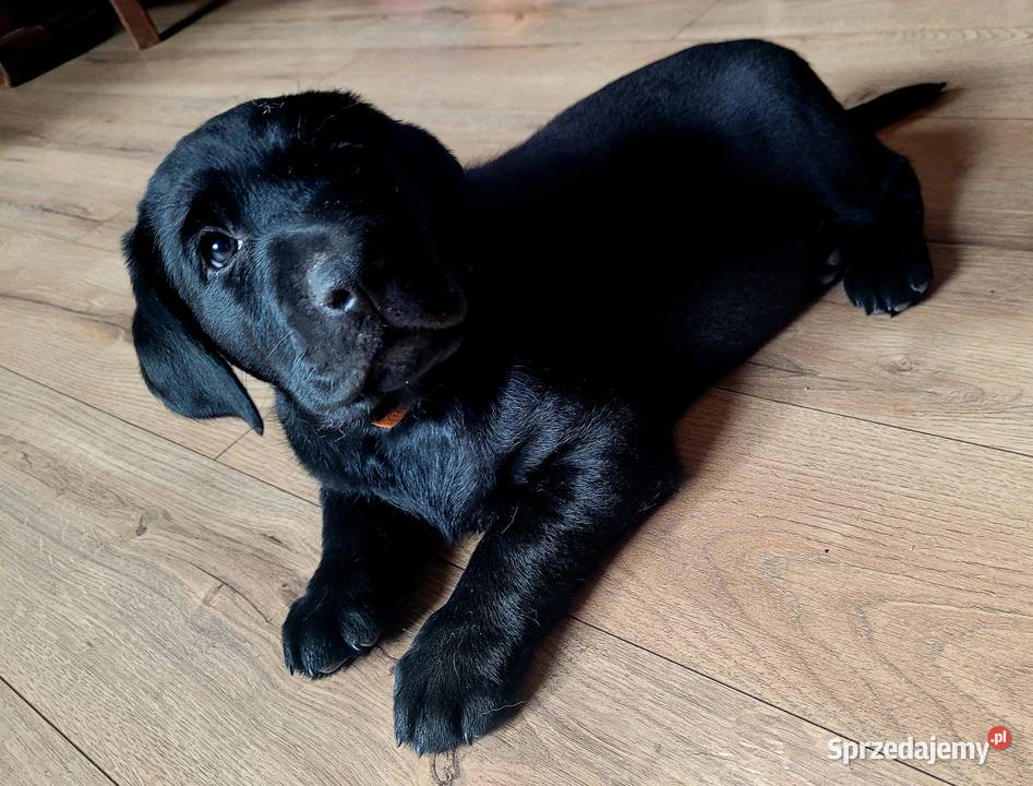 Szczeniak labrador Klimontów sprzedam