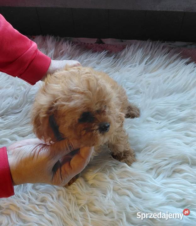 Cavapoo maleńka suczka Wyszków