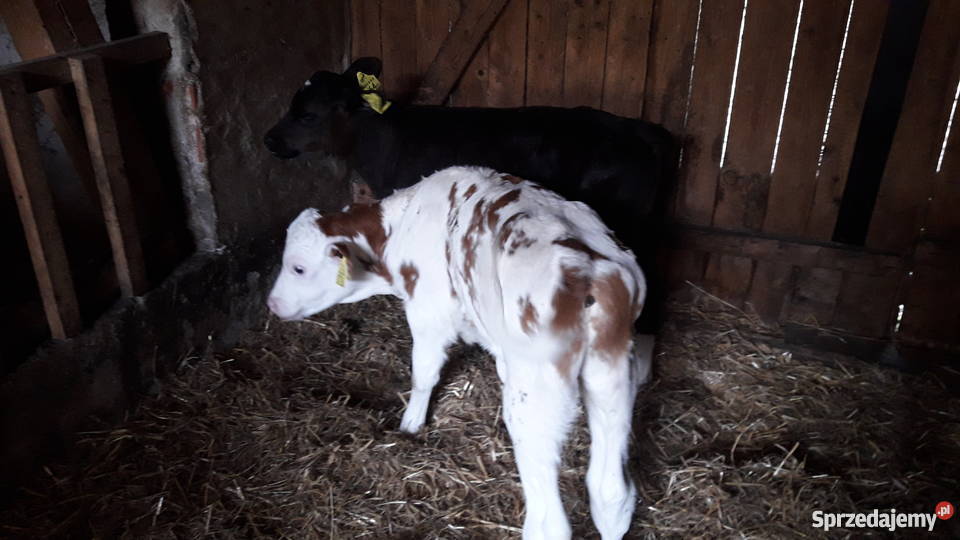 Byczki cielaki mięsne simental limousin Golub-Dobrzyń sprzedam